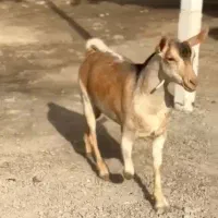 گل گلی گوسفند|حیوانات مزرعه|اصفهان, نقش جهان|دیوار