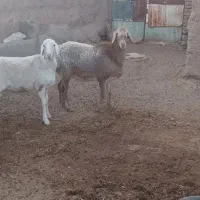 بره و شیشک|حیوانات مزرعه|نیمبلوک, |دیوار