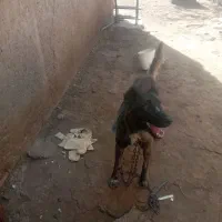 سگ نر