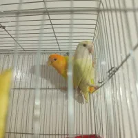 جفت برزیلی مولد|پرنده|ارومیه, |دیوار