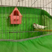 یک جفت فنچ و یک عدد نر