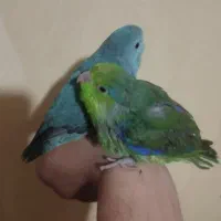 جوجه جفت پروتلت