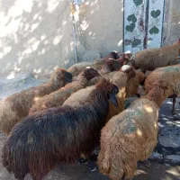 گوسفند شیره دار|حیوانات مزرعه|بلبان آباد, |دیوار