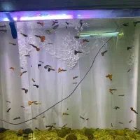 ماهی گوپی مولد گلچین شده