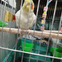 عروس‌هلندی‌نر