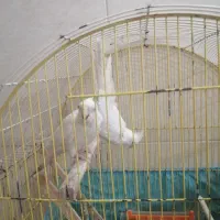 عروس هلندی البینو