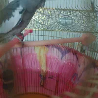 عروس هلندی وایت فیس|پرنده|مشهد, امیرآباد|دیوار