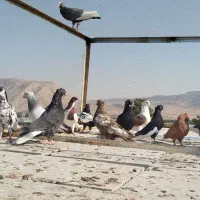 کبوتر رنگی|پرنده|شیراز, اکبر آباد|دیوار