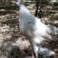 بوقلمون گوشتی بیوتی