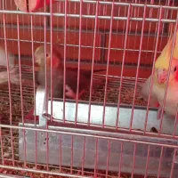 عروس هلندی بالغ|پرنده|شاهین‌شهر, عطار|دیوار