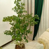 گل اپارتمانی  فیکوس دلتا