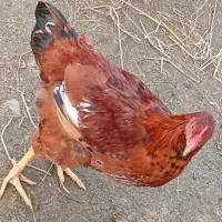 خروس و کاتیک۴۰۰تومن