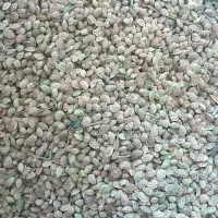 همه ارقام اسپرس یونجه شبدر