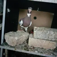 کبوتر رنگی پلاکی|پرنده|داراب, |دیوار