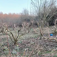 هرس وکودهی وبیل زنی.علف تراشی و آزمایش خاک