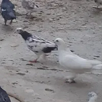 سلام تعداد ۳۰ عدد کبوتر یکجا بفروش میرسد|پرنده|قم, انسجام|دیوار