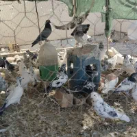 فروش یک بوم کبوتر|پرنده|شاهین‌شهر, شهرک ردانی پور|دیوار