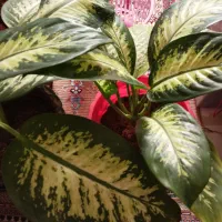 گل‌و‌گیاه‌طبیعی‌|گل و گیاه طبیعی|بروجرد, |دیوار