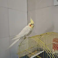 عروس هلندی نر