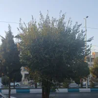 باغ-گردو-بیدخواب