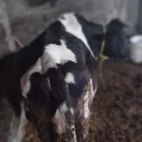 گاو گوشتی کیلوی ۲۷۵۰۰۰|حیوانات مزرعه|قره ضیاالدین, |دیوار