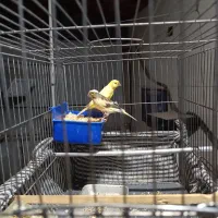 عروس هلندی و قناری