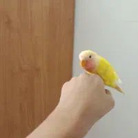 4 عدد کوتوله فوق دستی رنگ خاص و زیبا و سرلاکی