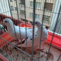 کبوتر پرشی معاوضه با هر چی به کارم بیاد|پرنده|تهران, شهرک آتی شهر|دیوار