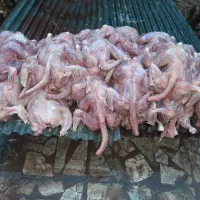 غذا برای سگ و گربه وتمساح