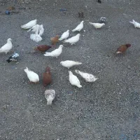 کبوتر|پرنده|صوغان, |دیوار
