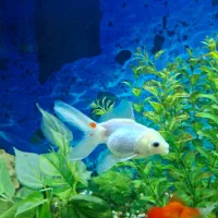 ماهی گلدفیش|ماهی|محمدشهر, محمدشهر|دیوار