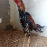لاری