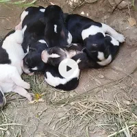 سگ پاکوتاه