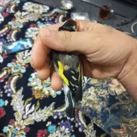 سهره نر چهارگل عطیقه.|پرنده|پاکدشت, پاکدشت (مامازند)|دیوار