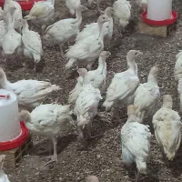 جوجه بیوتی ۶ زرین ۴۰ روزه