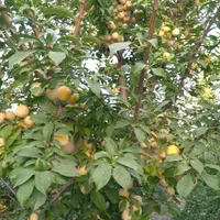 باغ ۱۰۰۰ متری فاروق دیوارکشی شده|فروش خانه و ویلا|سیدان, |دیوار