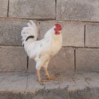 خروس گلین اصل|حیوانات مزرعه|سرپل ذهاب, |دیوار