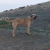 سگ مکس دیوونه