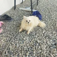 واگذاره سه قلاده پامیرین نر وماده|سگ|رباطکریم, رباطکریم|دیوار