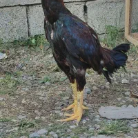 خروس لاری سن یکو نیم سال همه جوره سالم