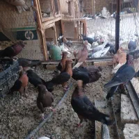 ارشیگل|پرنده|یزد, |دیوار