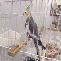 عروس هلندی مولد