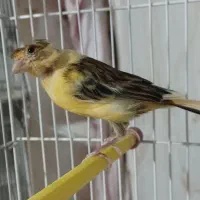 قناری ماده کاکلی مست آماده