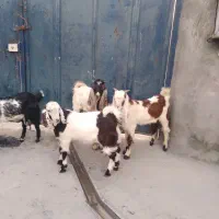 بز غاله و بره ماده