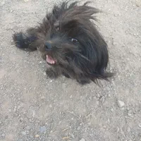 سگ سیاه|حیوانات|قوچان, |دیوار