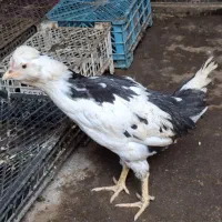 جوجه مرغ و خروس گلین اصل چل‌تاج پرگوش زیبا ۵ ماهه