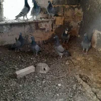 کفتر مسافتی آلمانی|پرنده|بیرجند, |دیوار