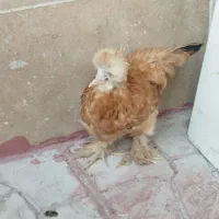 مرغ لهستانی|حیوانات مزرعه|تهران, سعیدآباد|دیوار