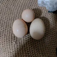 تخم مرغ محلی مرغ سیاه