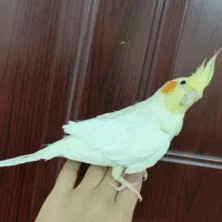 دو جفت عروس هلندی نر و ماده تخم گذار و دستی|پرنده|آستارا, |دیوار